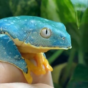 Meet your Posher, Liza